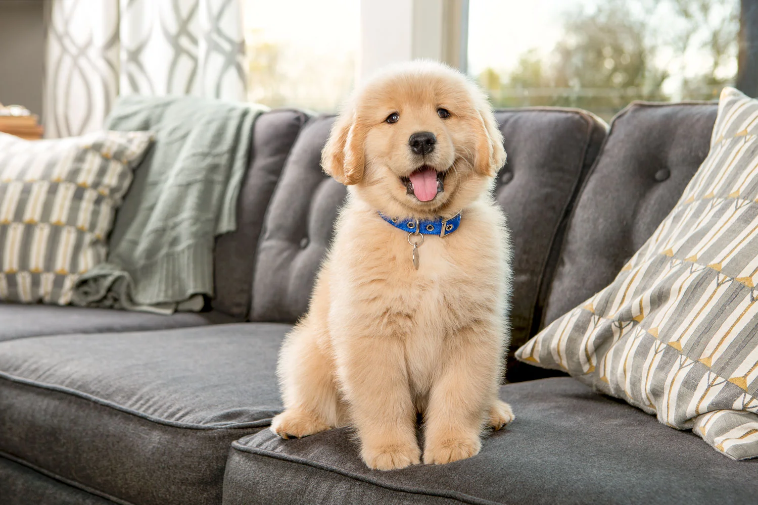 AWStudio_Elanco_pets_017.jpg