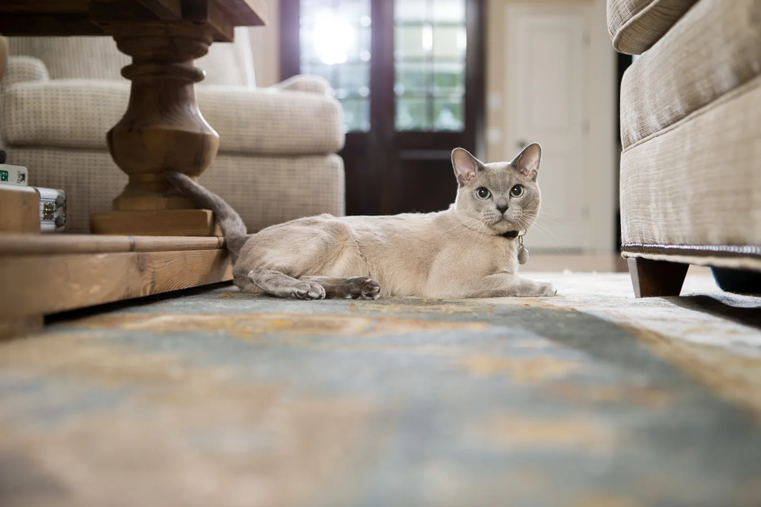 AWStudio_Elanco_pets_033.jpg