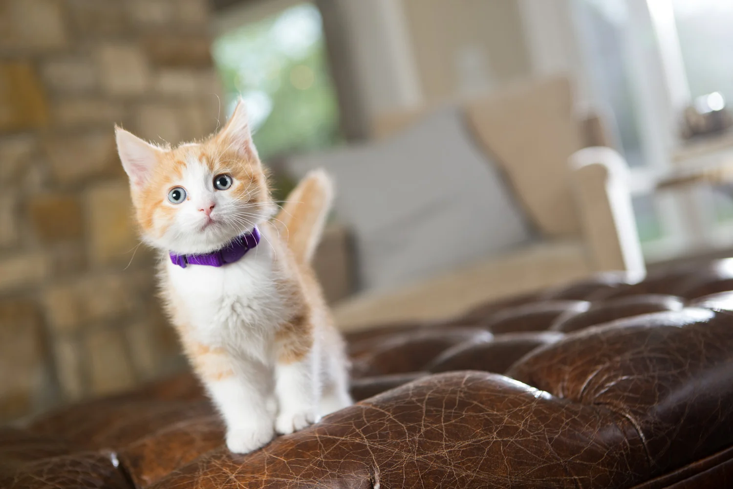 AWStudio_Elanco_pets_038.jpg