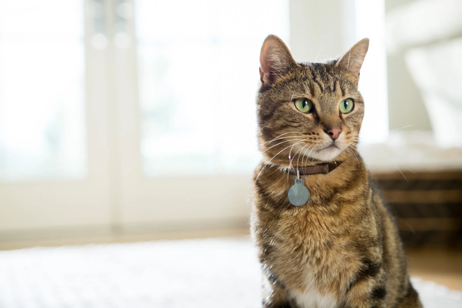 AWStudio_Elanco_pets_040.jpg