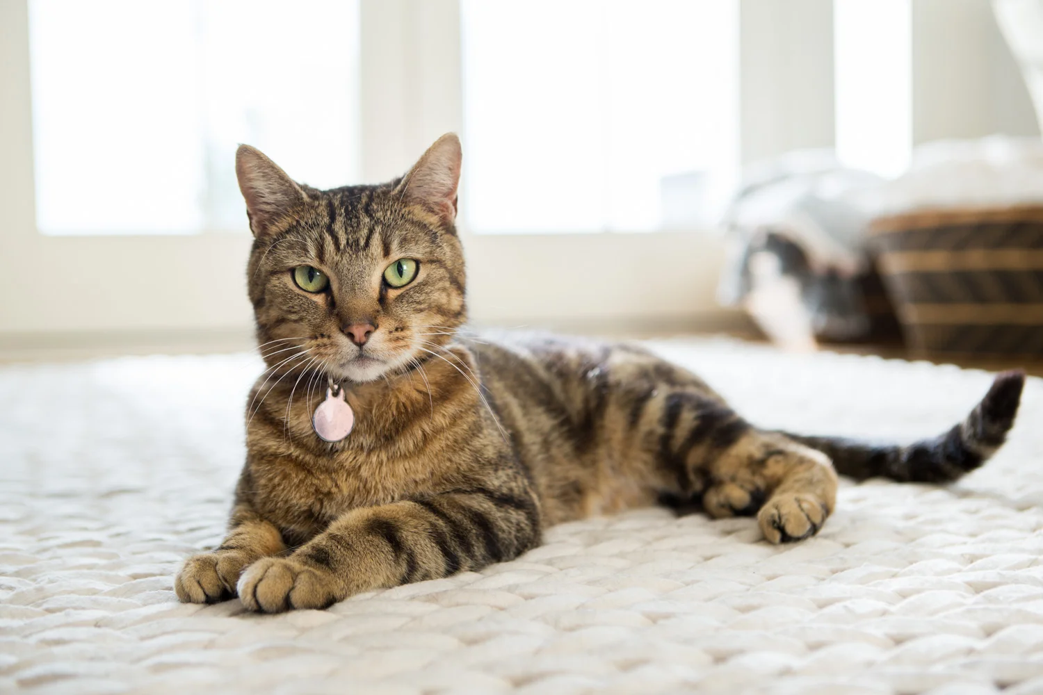 AWStudio_Elanco_pets_041.jpg