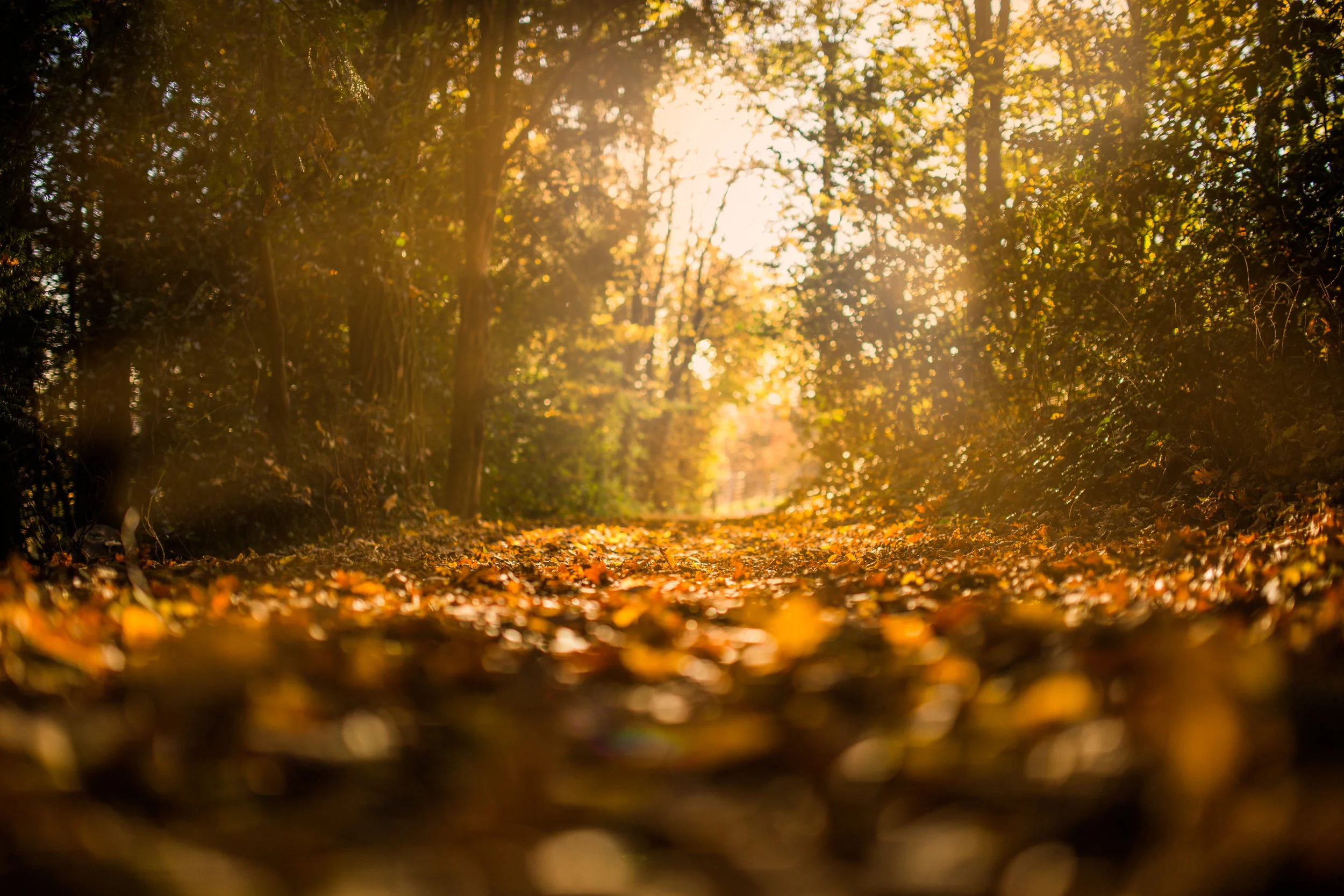 pexels-photo-3.jpg