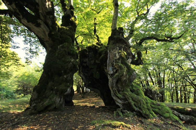 Zagatala State Reserve