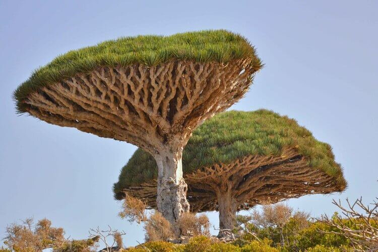 Dots-on-Maps-Dragons-Blood-Tree-Socotra-Island-Yemen.jpg