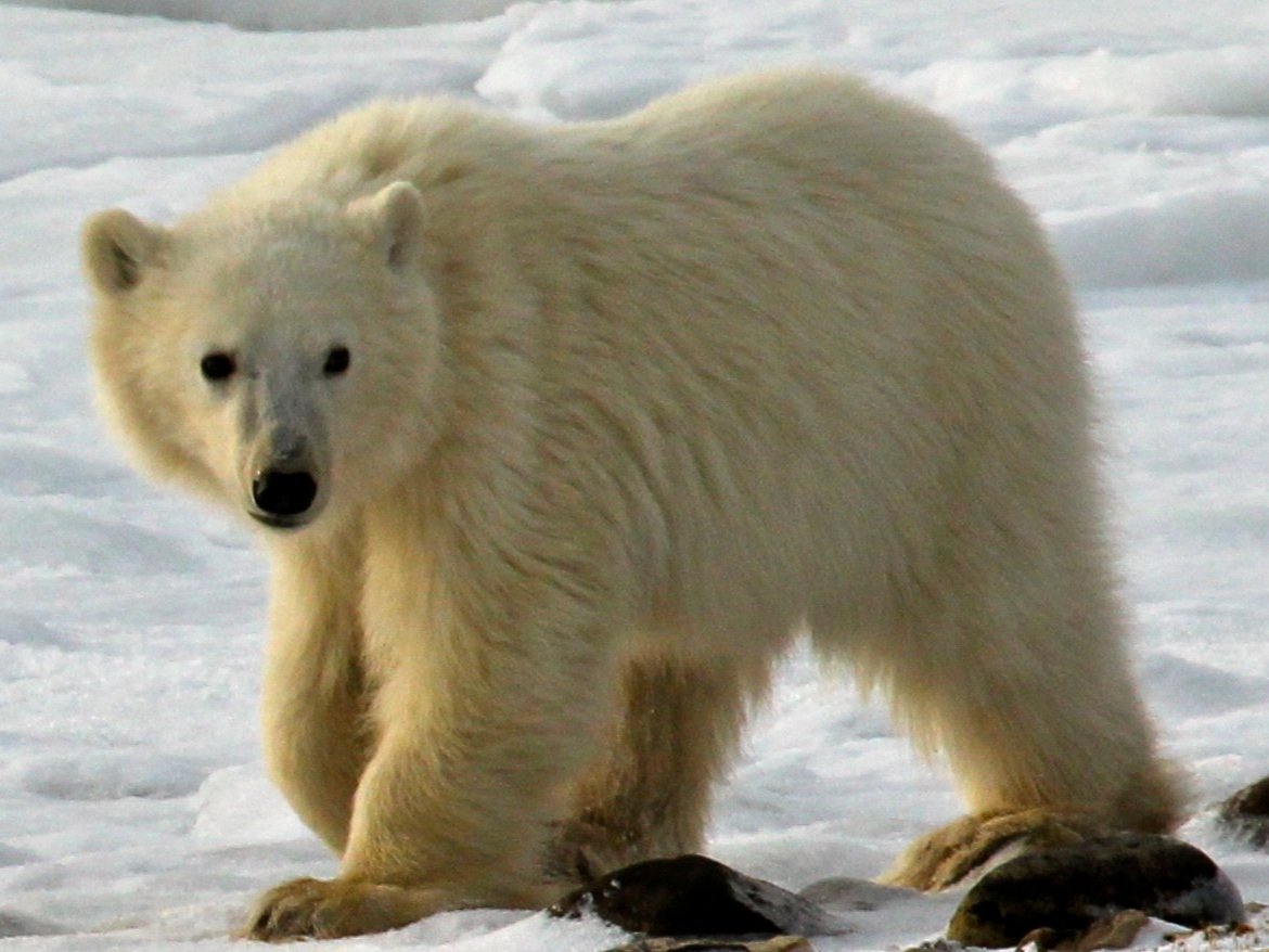 Polar Bear near Churchill (MB)