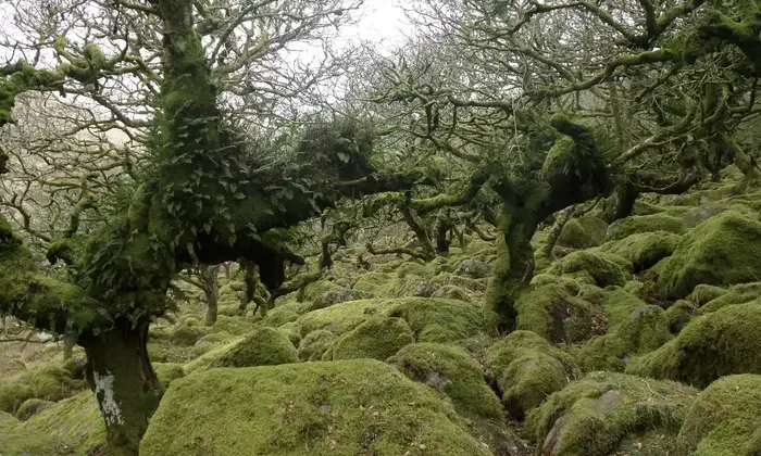 Magical ● England.