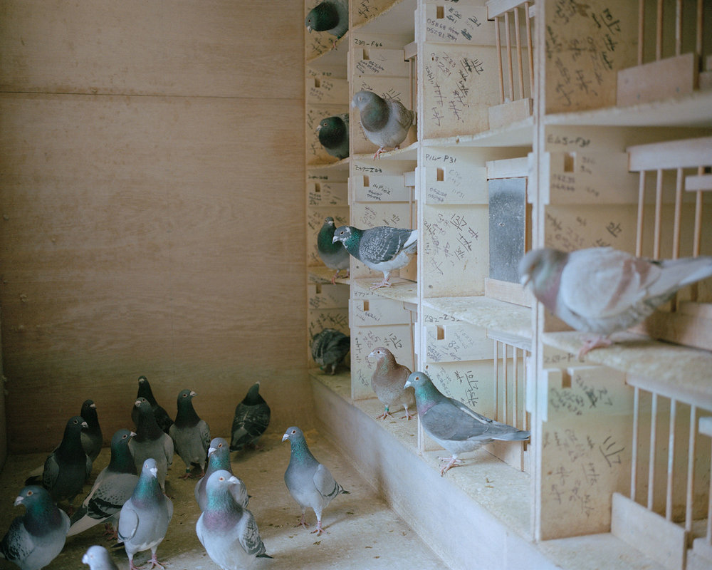 Pigeon loft, Mansfield, Nottinghamshire.