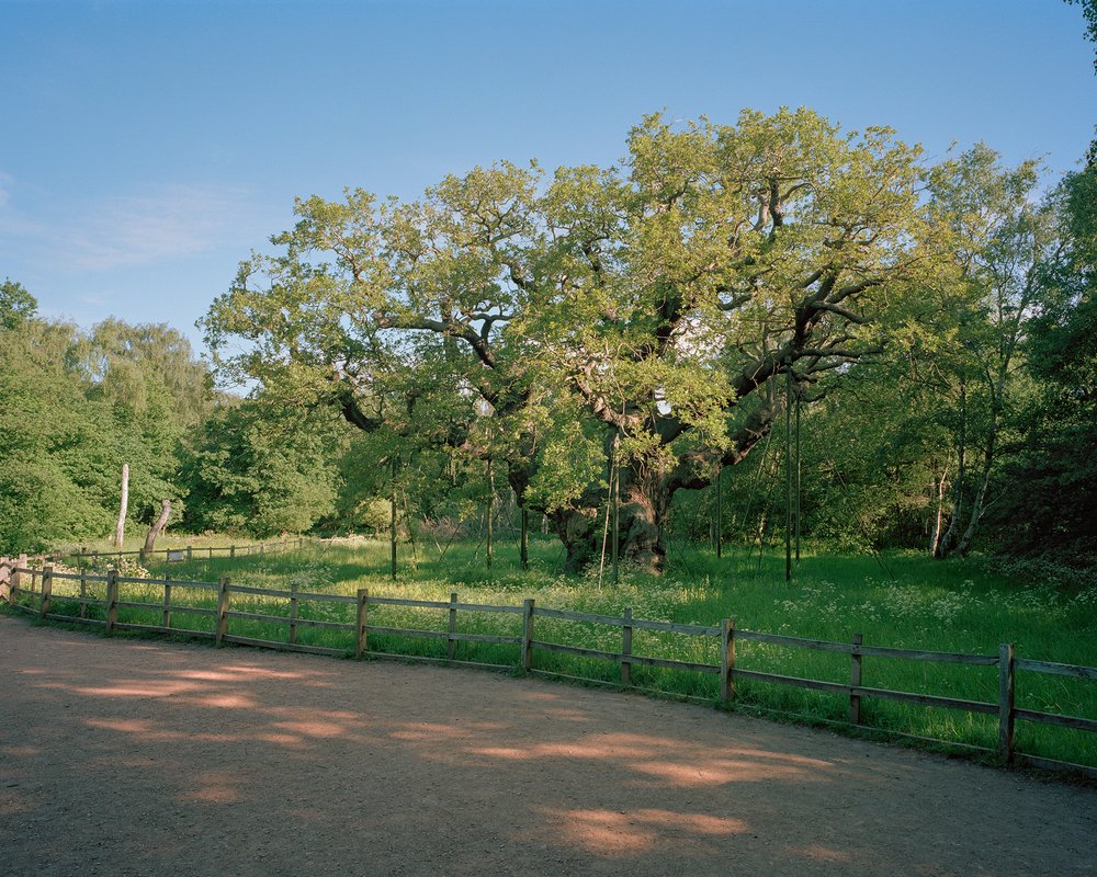 The Major Oak, Sherwood Forest, Nottinghamshire.