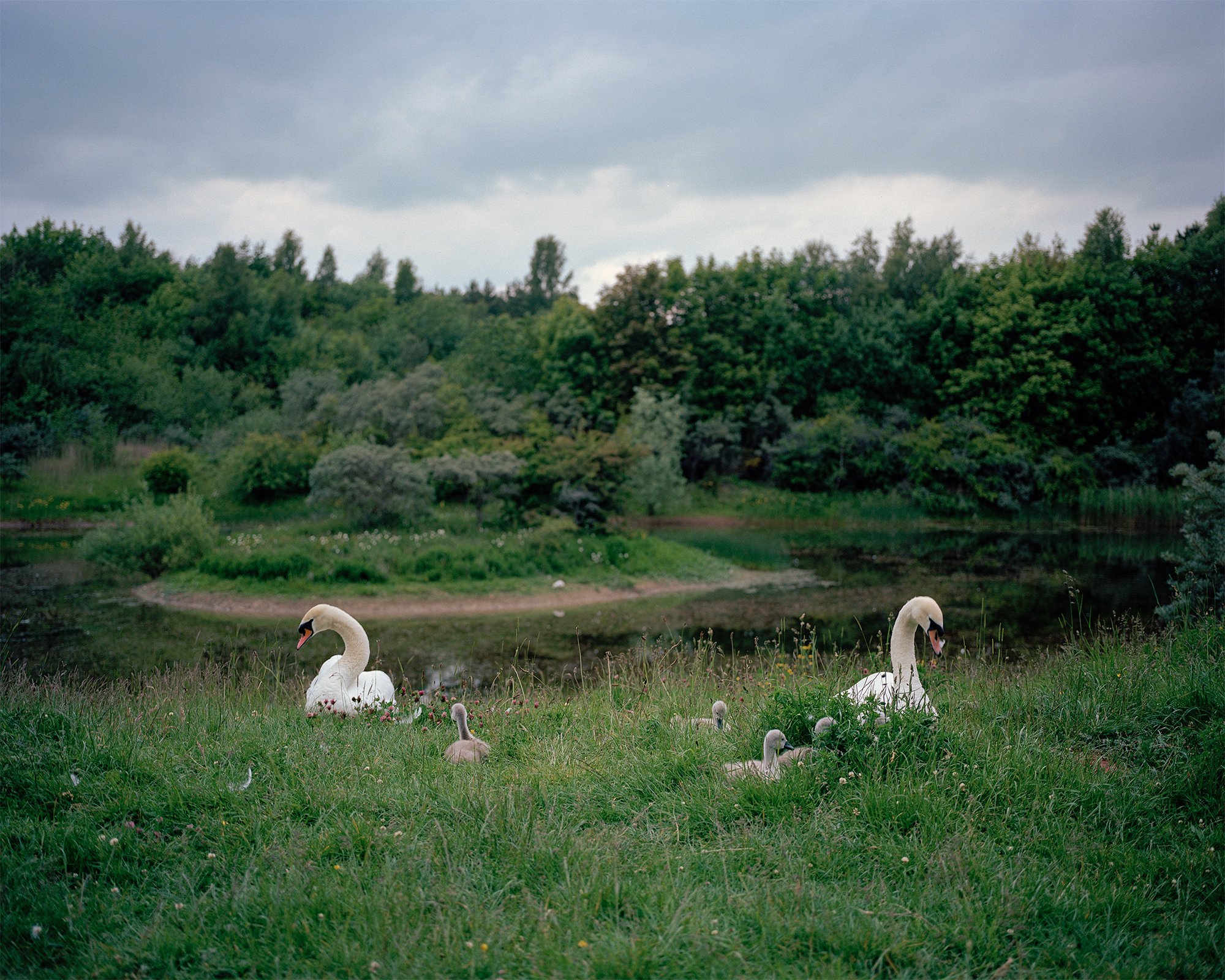 Swans and their Signets nesting on the site of the former Teversal Colliery, Nottinghamshire.