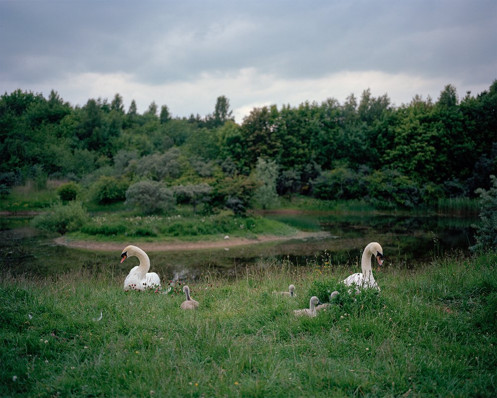 Swans and their Signets nesting on the site of the former Teversal Colliery, Nottinghamshire.