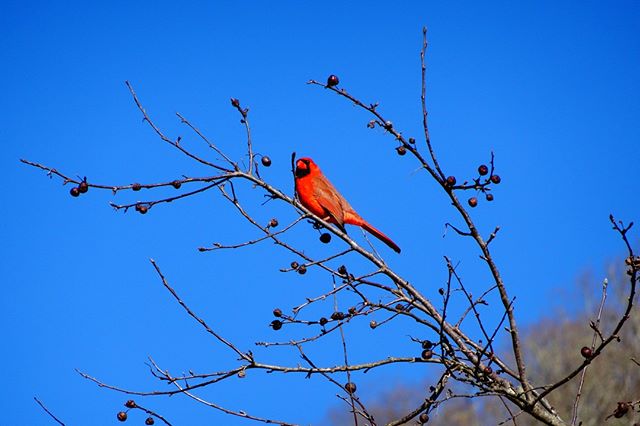 &quot;.. empty winter hollows echo and drum with the wooden music of a Yellowhammer drilling a dead tree, staking his nesting territory. Woodpeckers hammering are one of the surest and earliest songs of spring returning to the gray mountains.  Later,