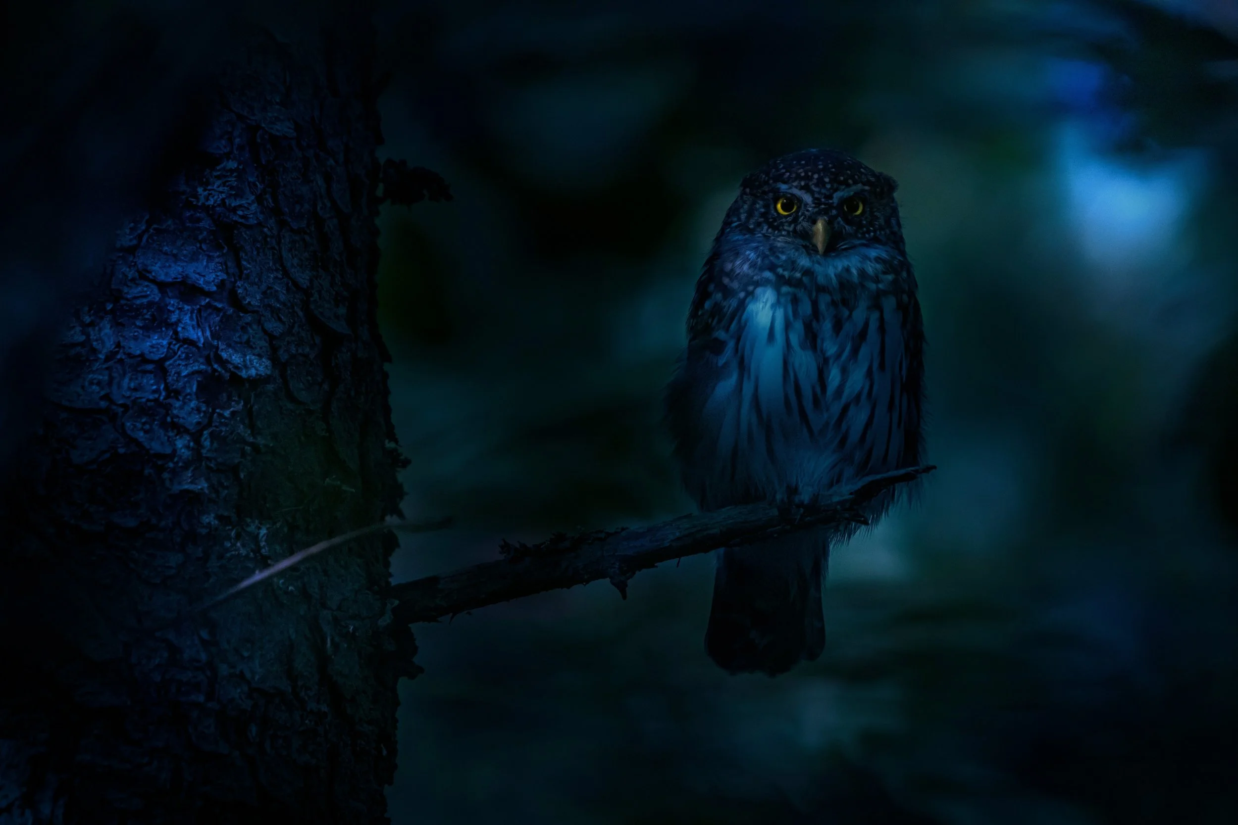 Wisdom of the Owl: See Past Fear and Untruth in Your Writing