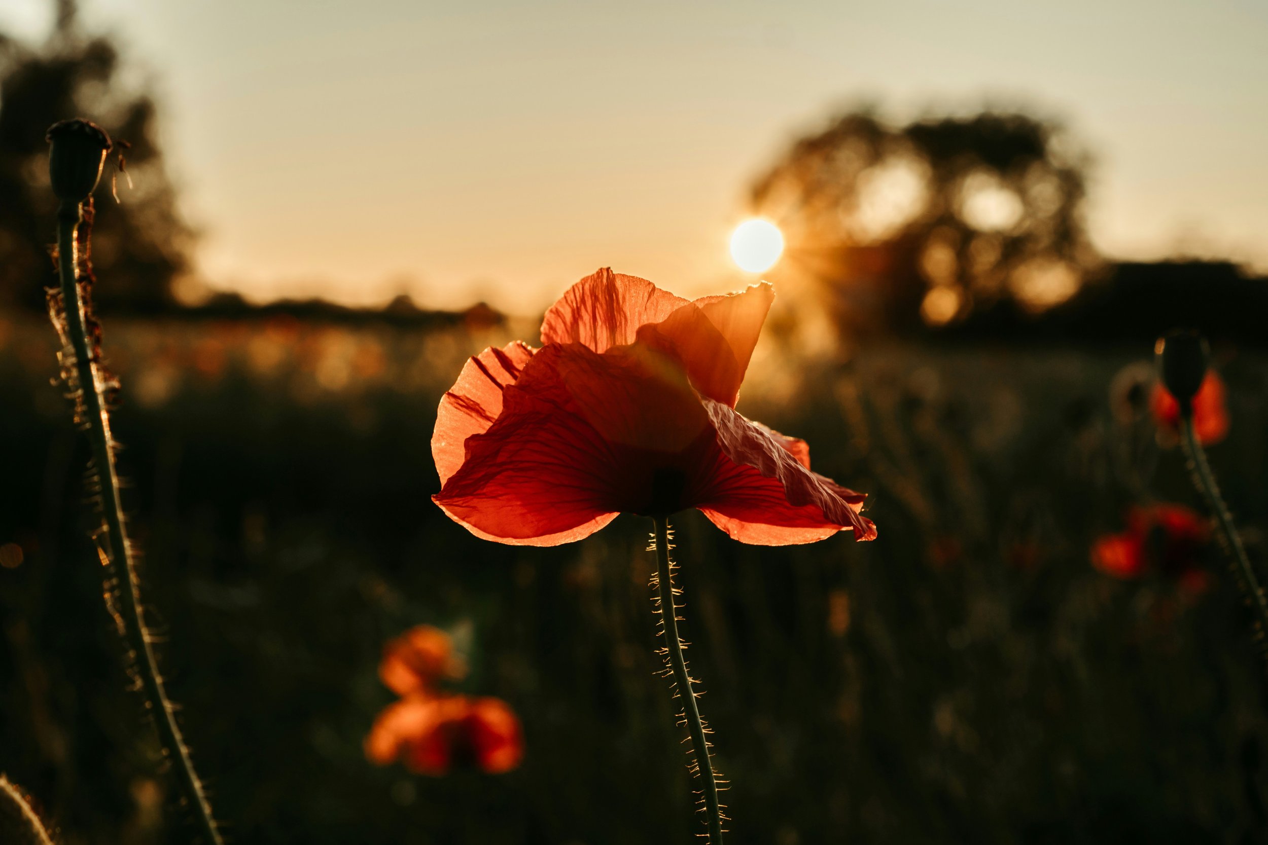 On Waking to Wonder