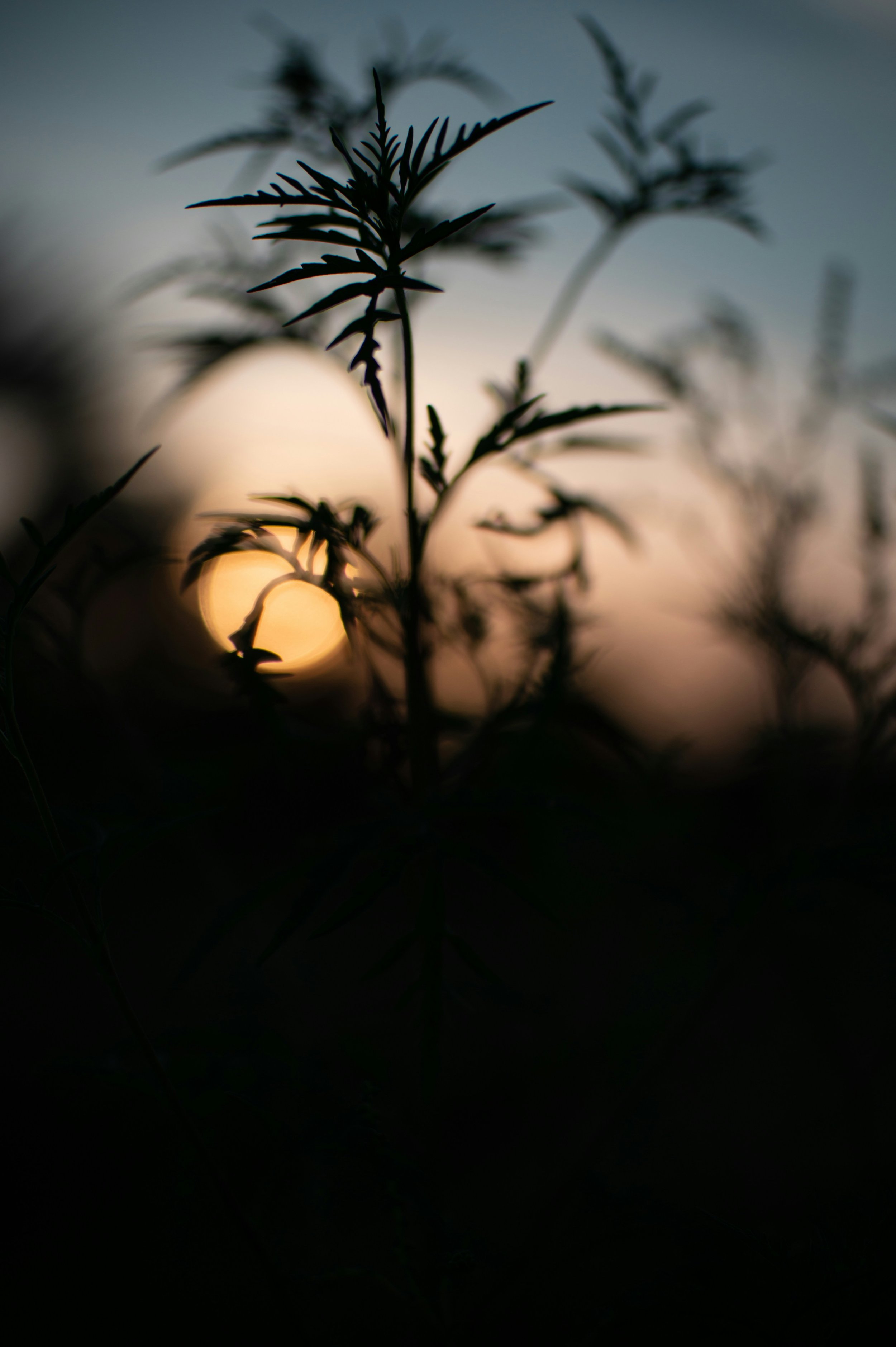 The Pause Between Seasons