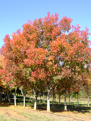 Wholesale Trees Gallery 2.jpg