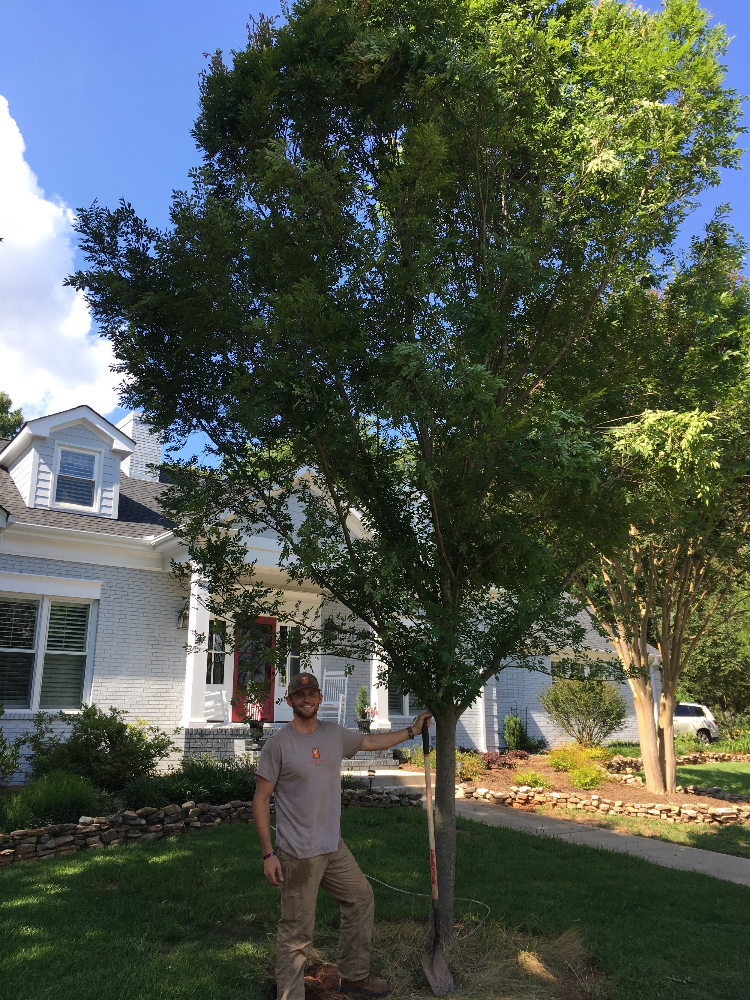 Tree Transplanting 3.jpeg