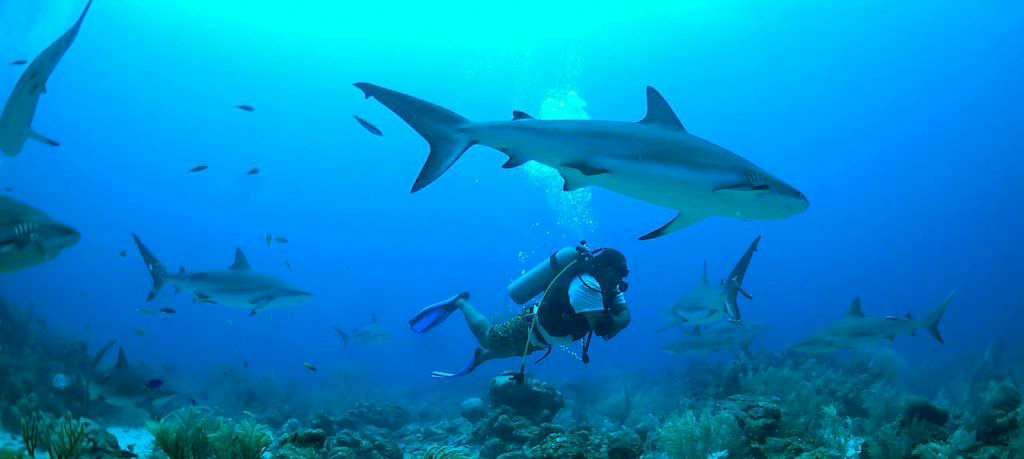 Vancouver Island Diving.png
