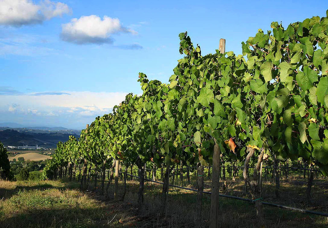 Okanagan Wine Country Travel Insurance.jpg