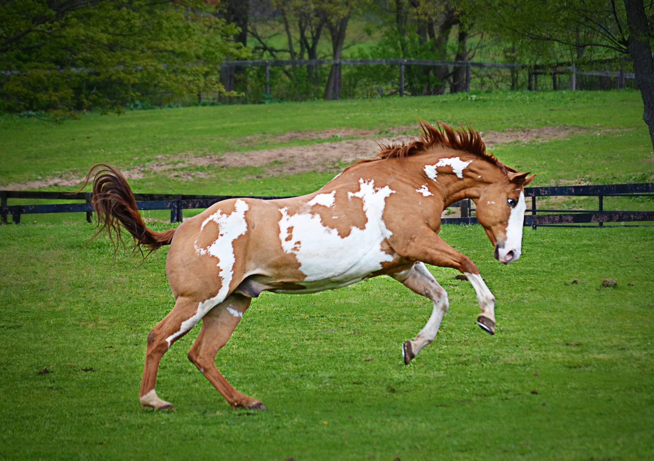 Pasture