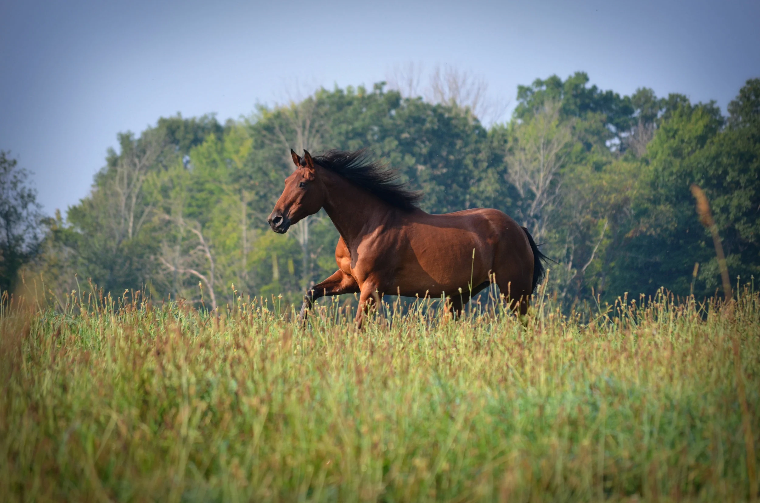 Pasture