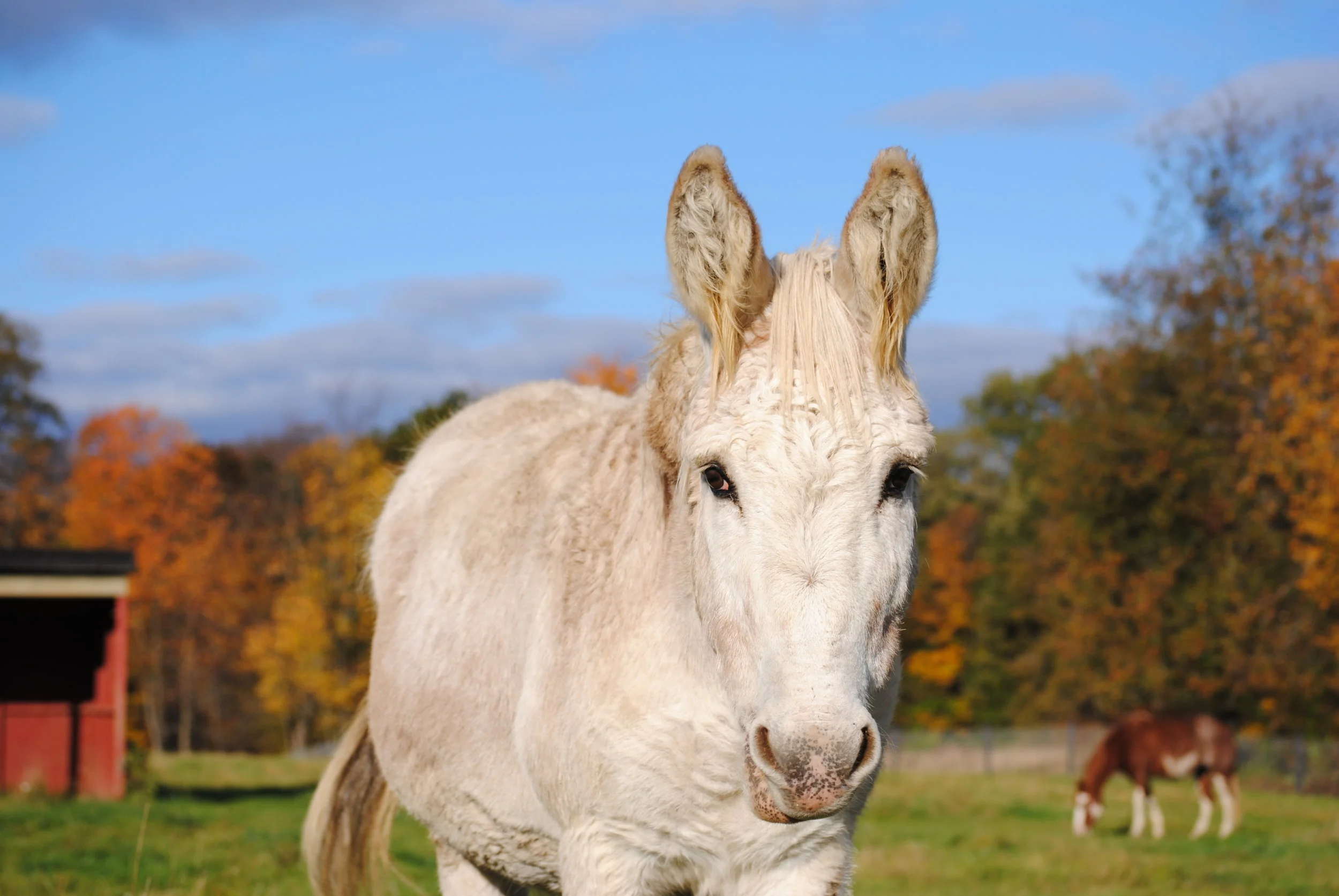 Archie 2006 Standard Donkey Jack Donated By: Stacey Pennock