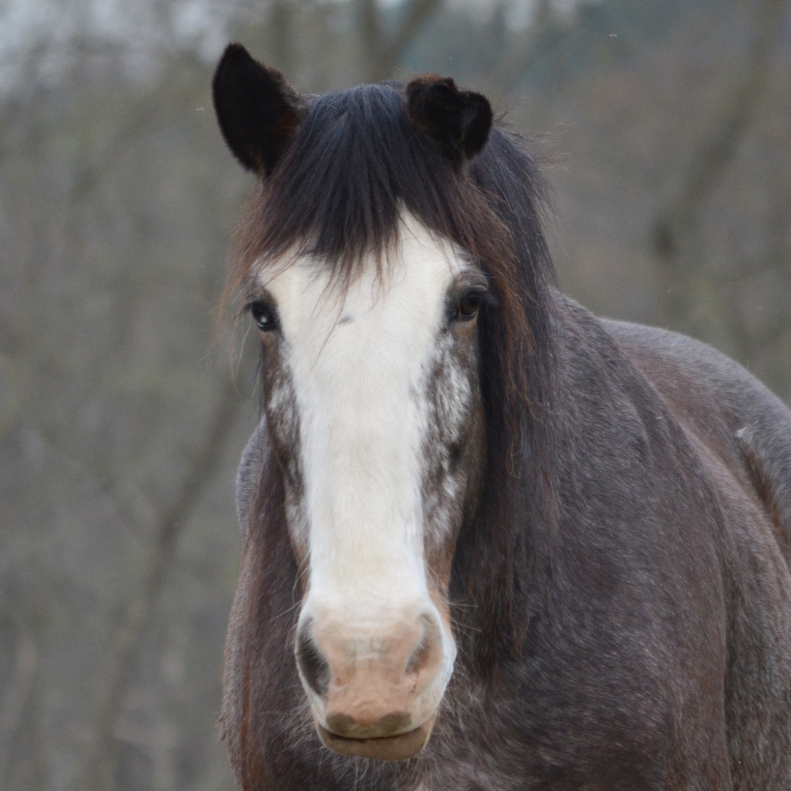 Tess 2004 Clydesdale Mare