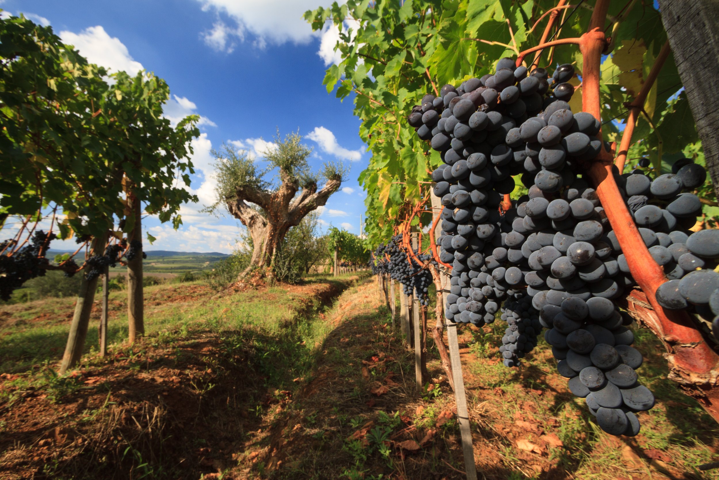 Brunello release - HTT 4.26.jpg