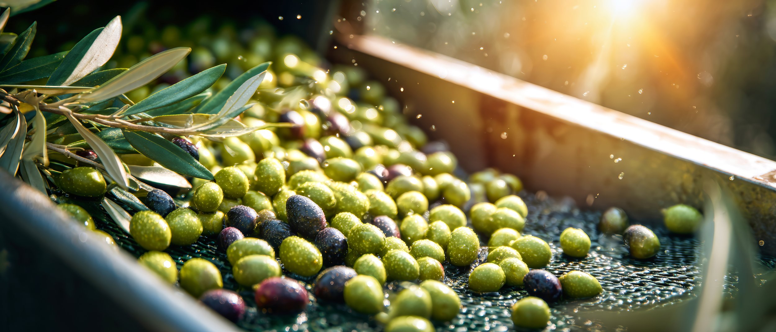 Olive Harvesting - HTT 4.26.jpeg