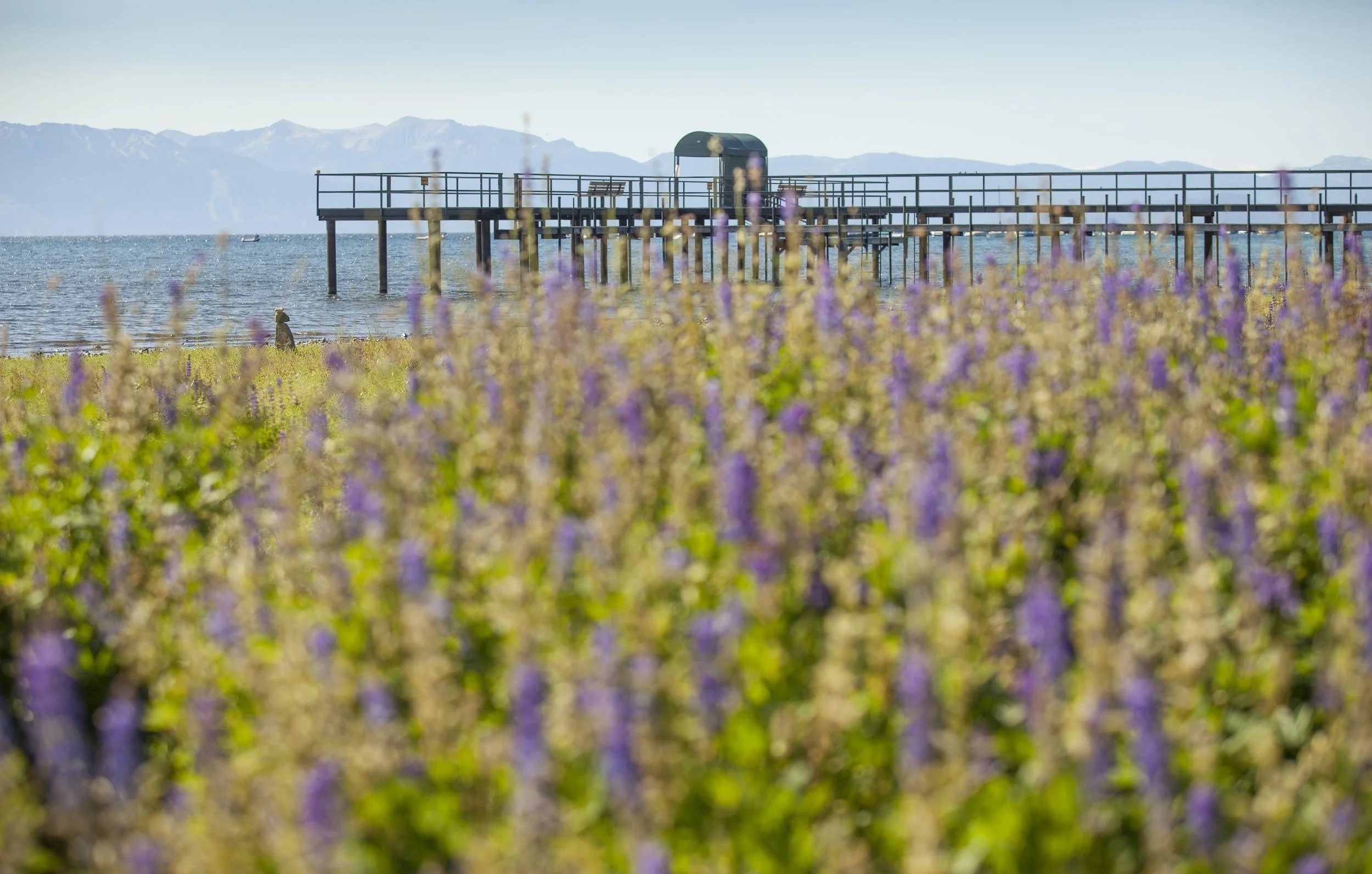 Lupine Fields_NLT_(Brin R Photo)_2.jpg