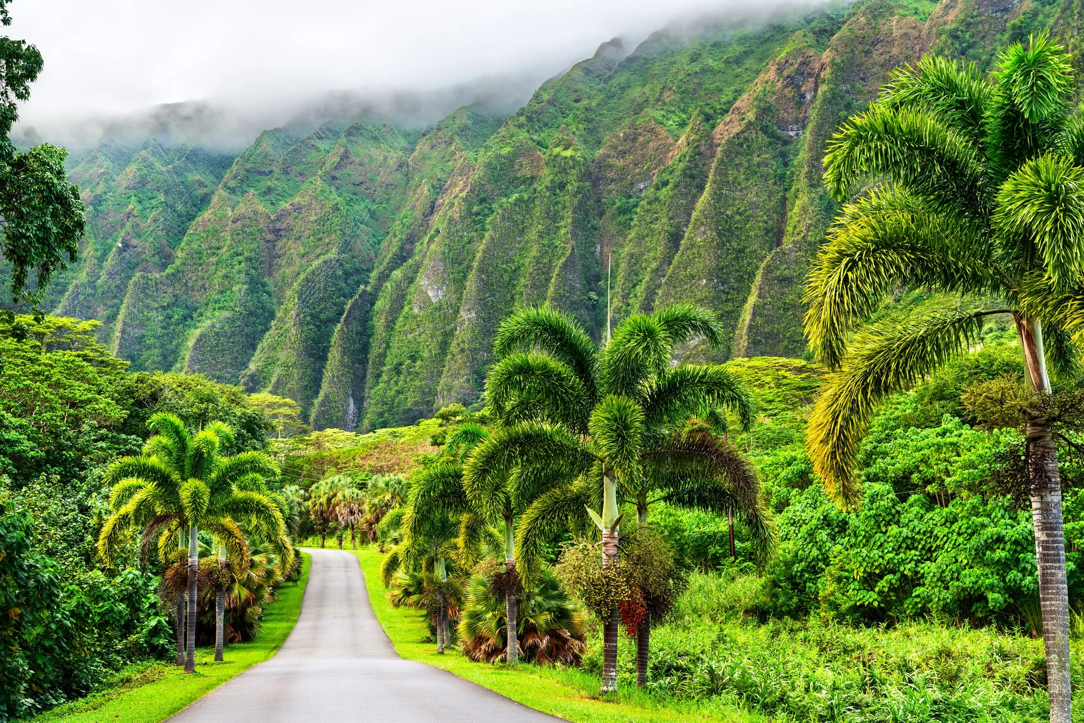 Ho'omaluhia Botanical Park iStock-2057297273.jpg