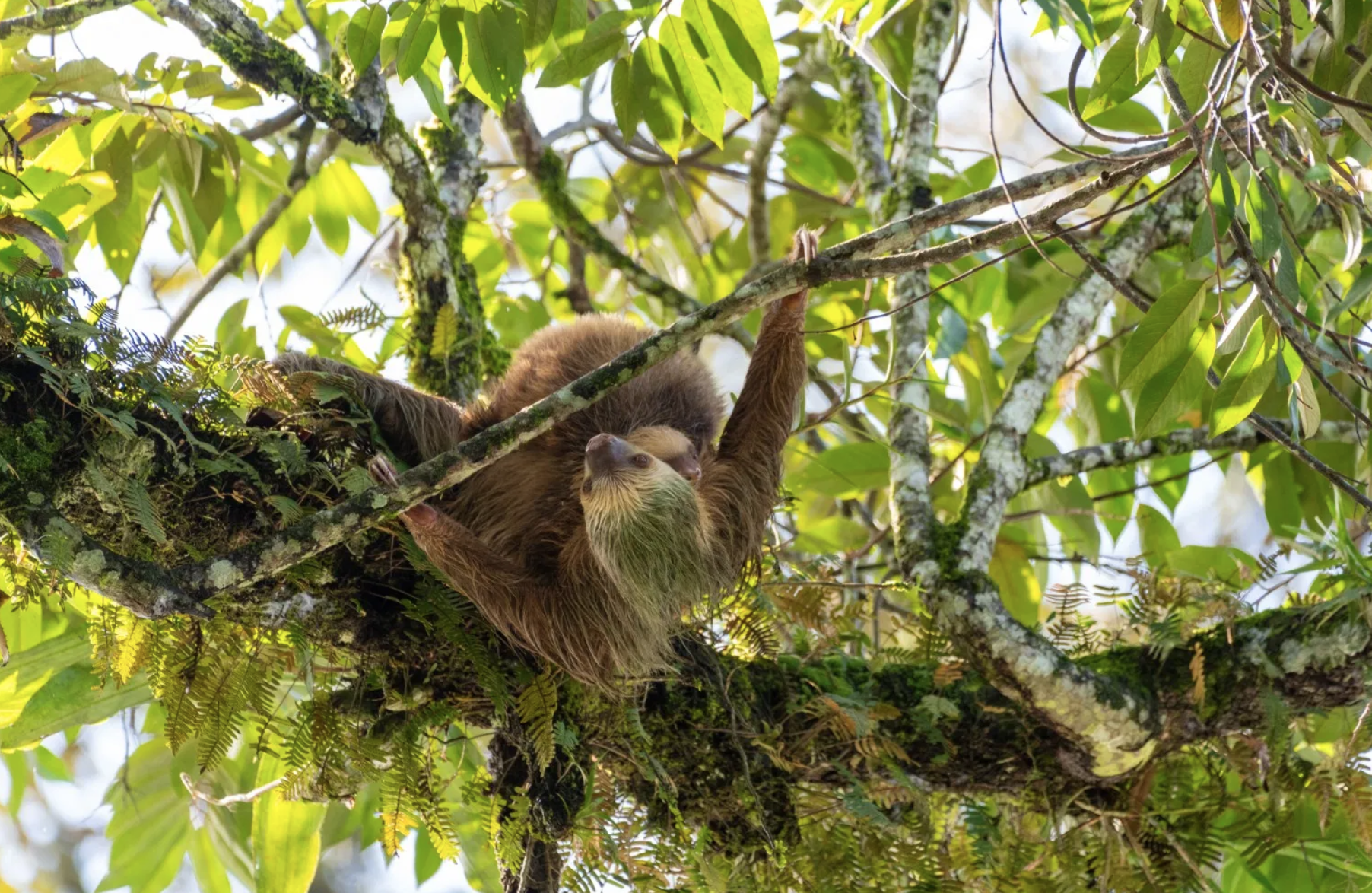 Sloth - Los Maestros 4.26.png