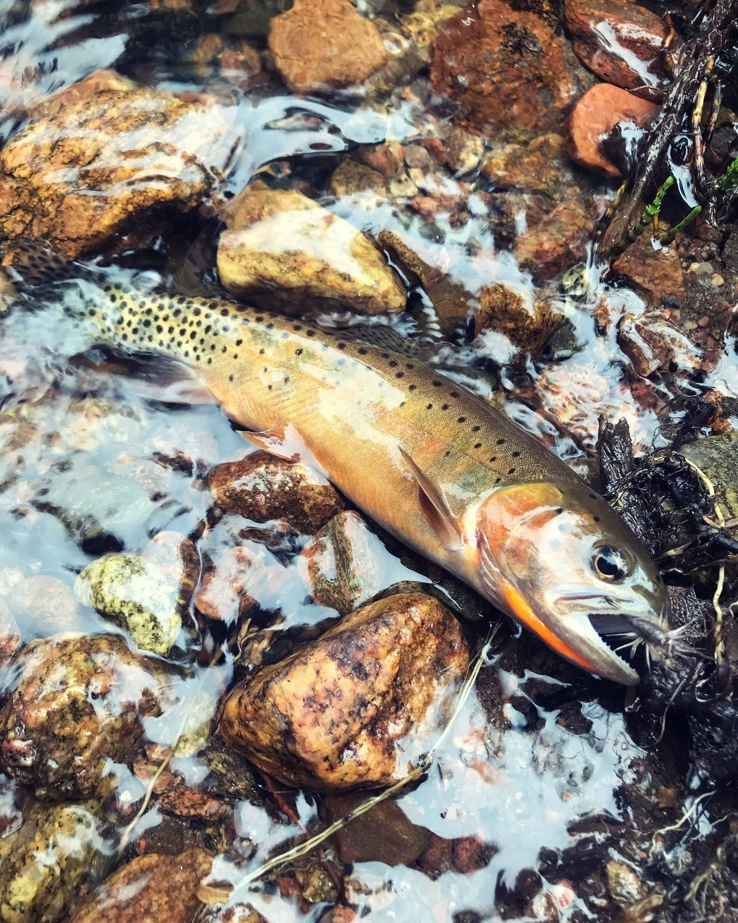 Canyon Fly Shop 459E7158-196E-4ADB-86AD-EF55EBFEB8C9 (002).jpeg
