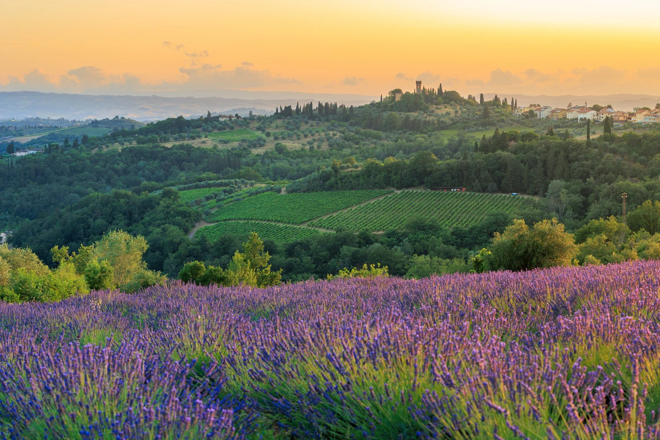 Tuscany lavendar iStock-1739697375.jpg