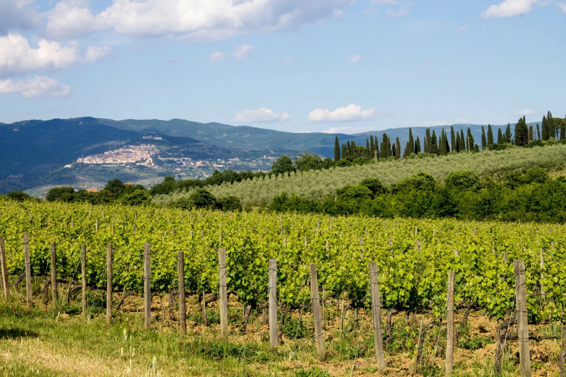Tuscany vineyard - HTT.jpg