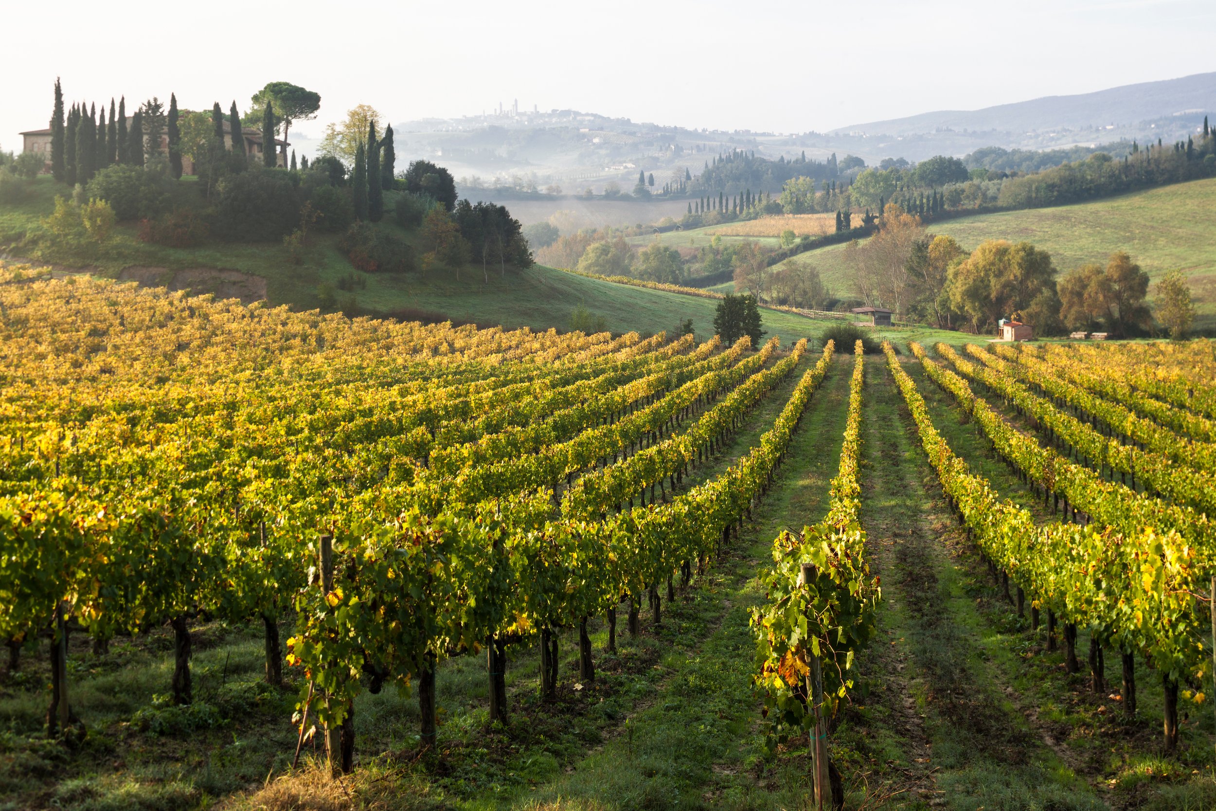 Tuscany Vineyard HTT.jpeg