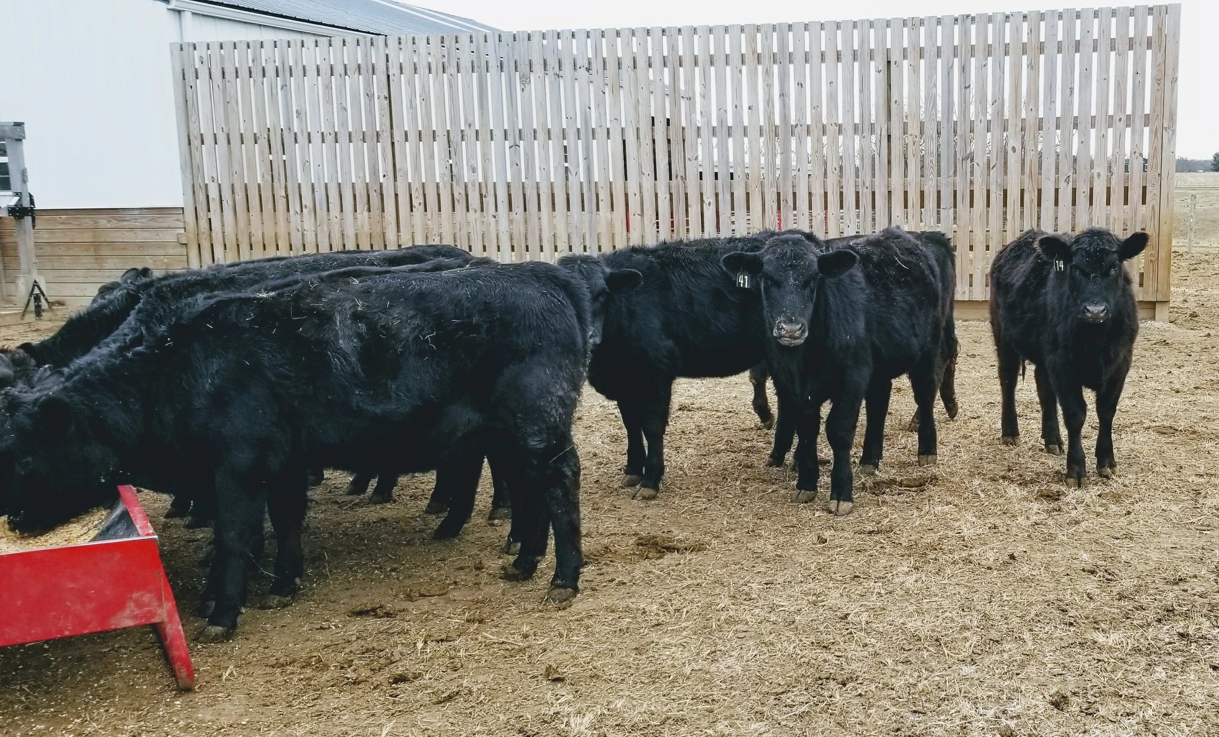 YEARLINGS average weaning weight 650 lbs.