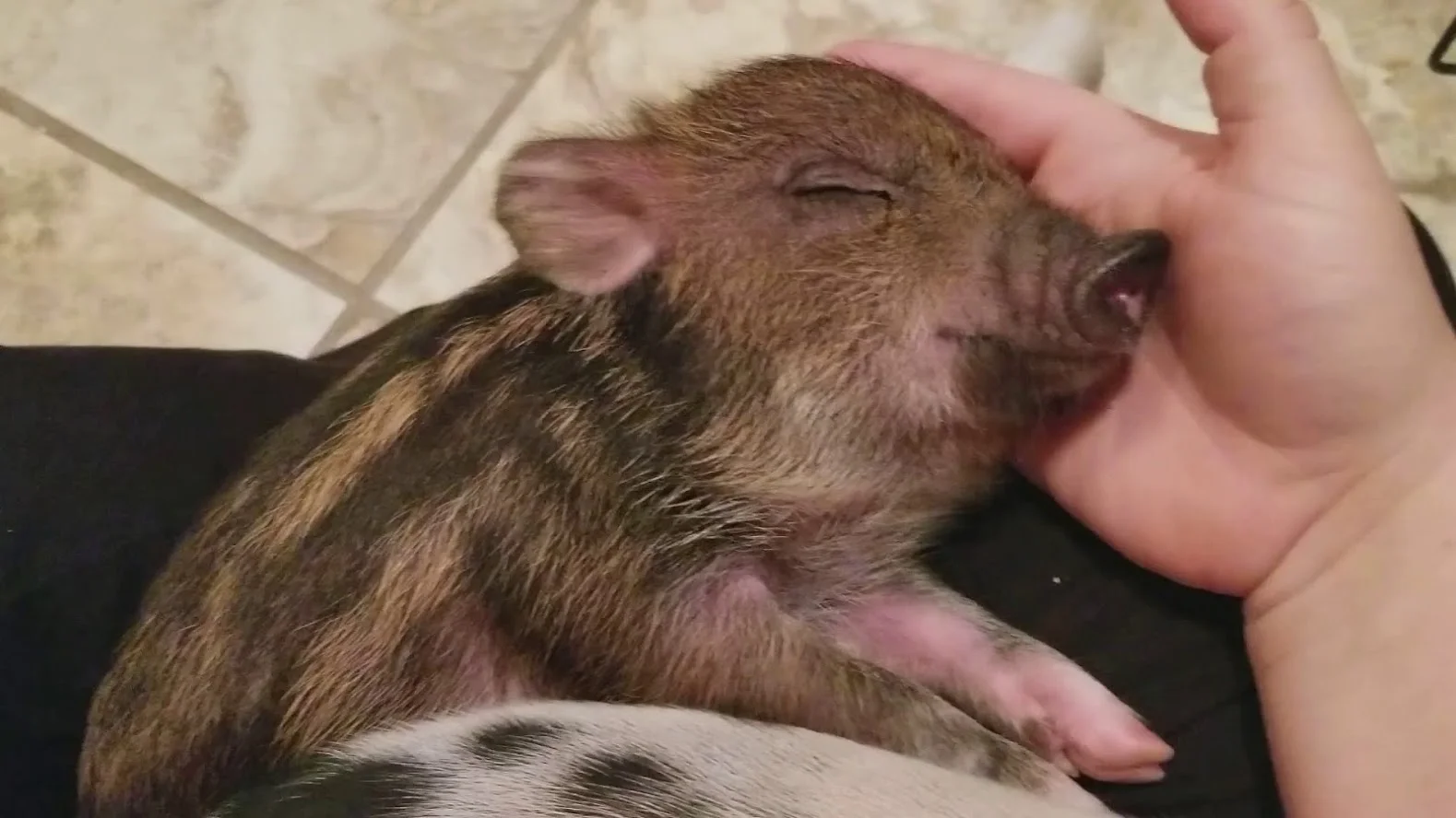 Future Papa Pig!