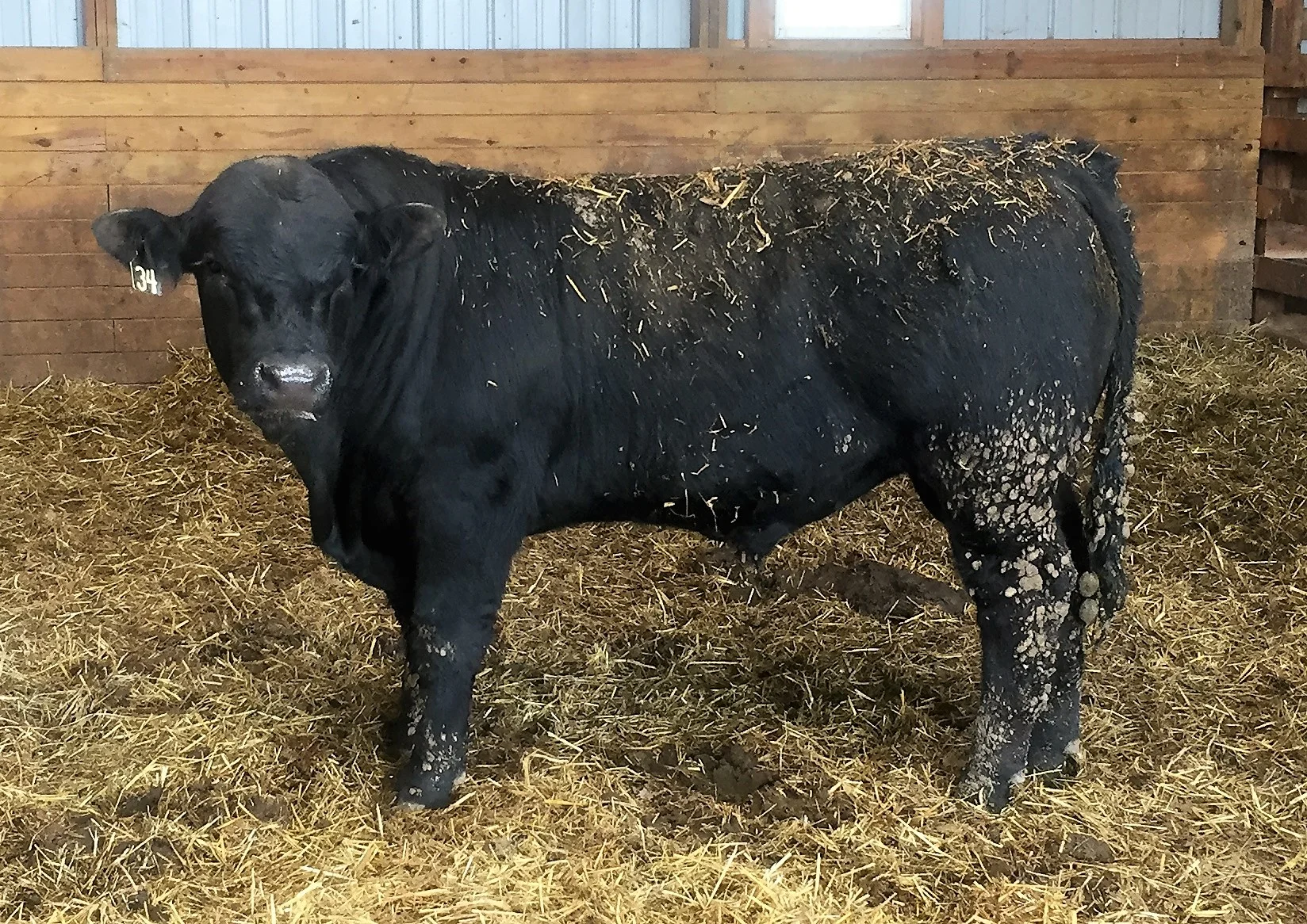 bull for sale 2.jpg
