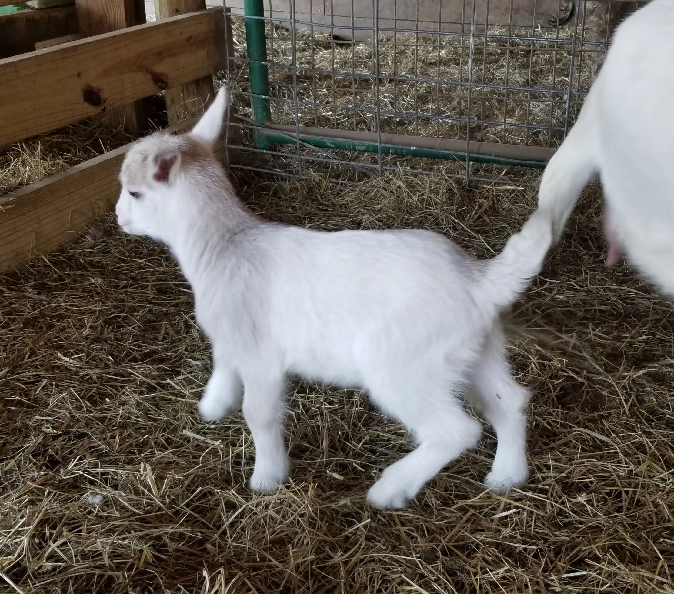 SNOWBALL’S BABE- BOY 3/4 FAINTER 1/4 PYGMY. HARD TO SEE IN PICTURE BUT HE HAS BEAUTIFUL RED ROAN COLOR WITH THE WHITE. BORN SPRING 2019 WILL BE READY MAY 20TH