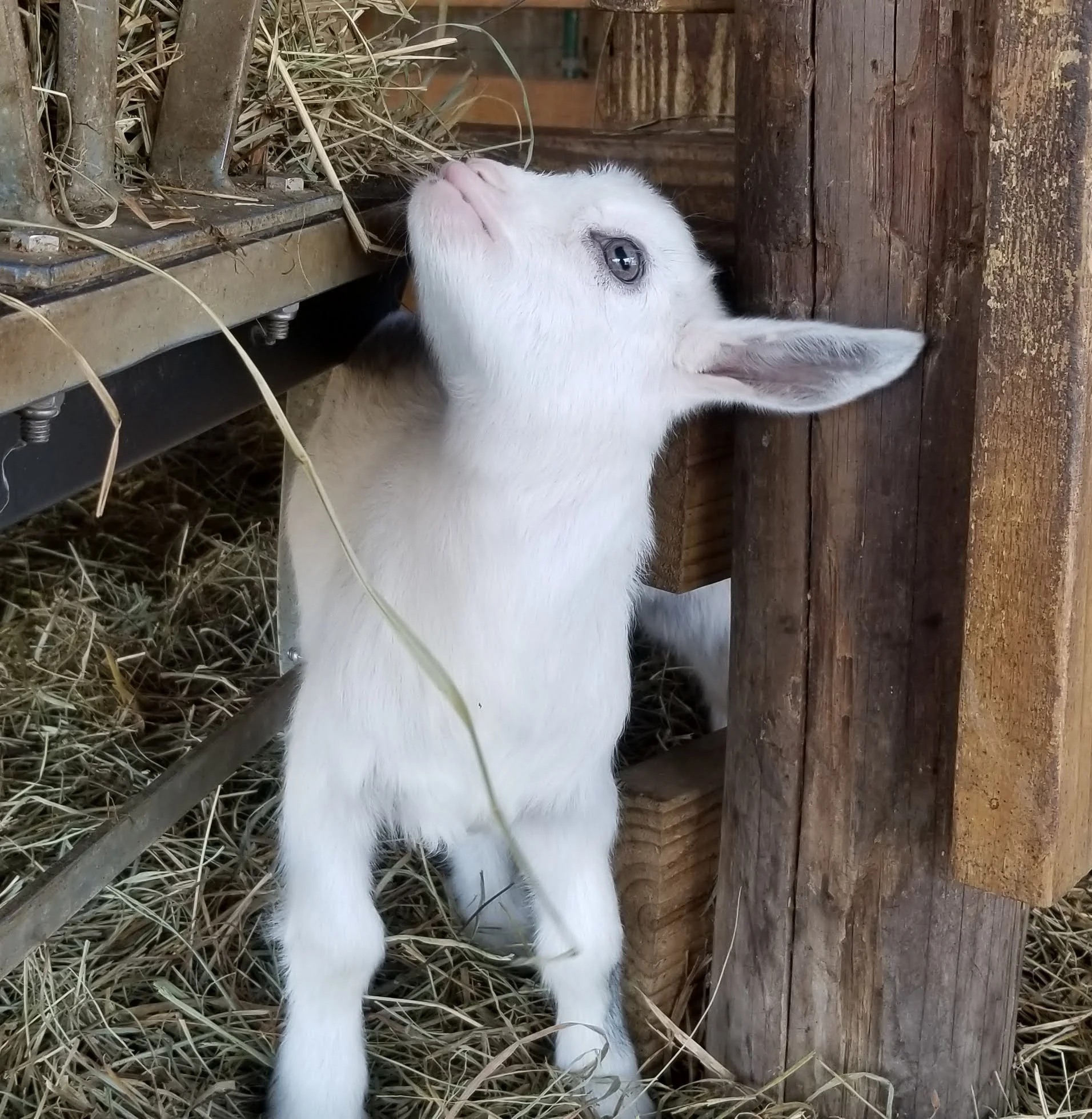 SNOWBALL’S BABE- GIRL $175 ON HOLD AWAITING DEPOSIT!!