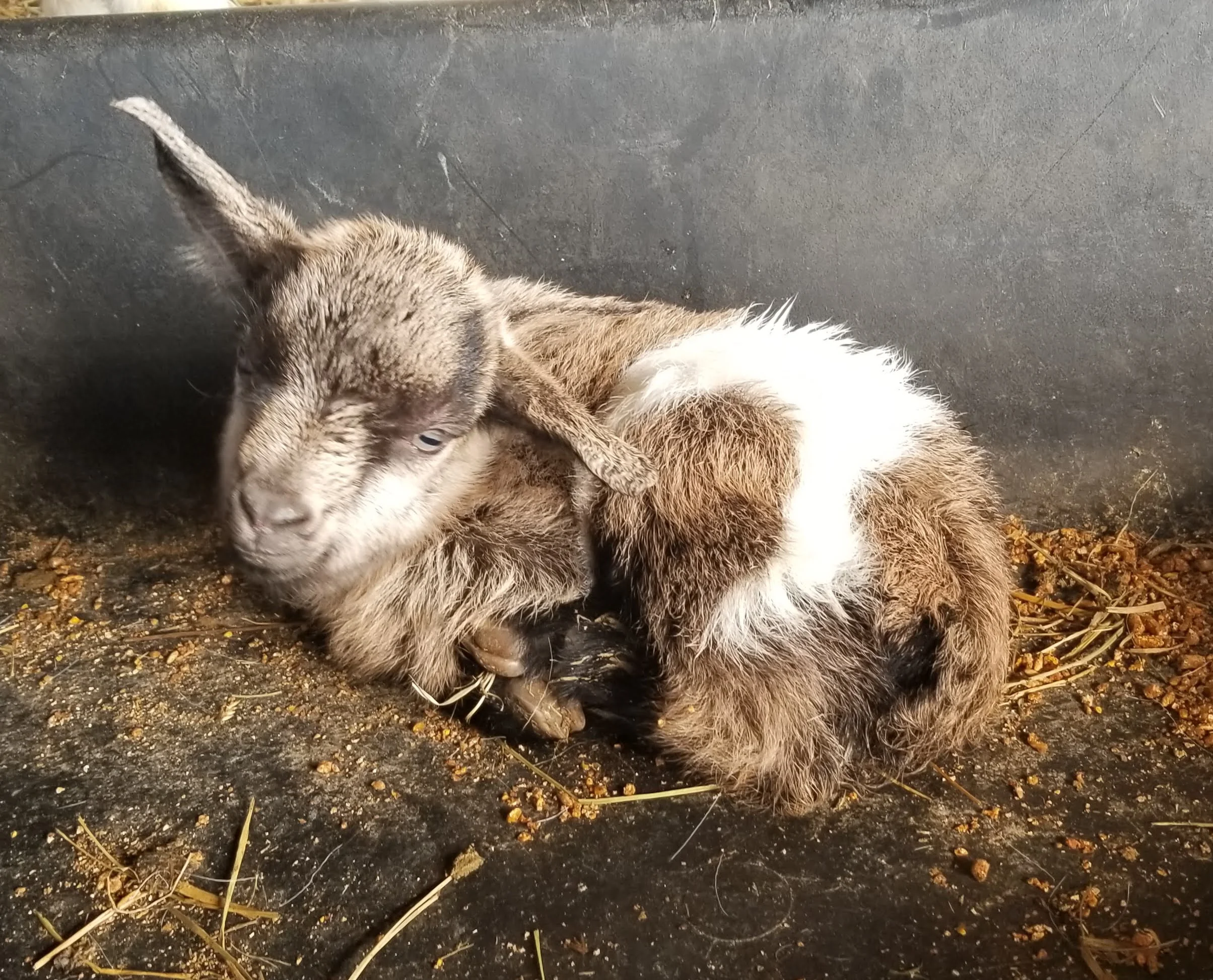 BLUE EYE’S BABE- GIRL $175 3/4 FAINTER 1/4 PYGMY. BORN SPRING 2019 READY TO GO MAY 20TH