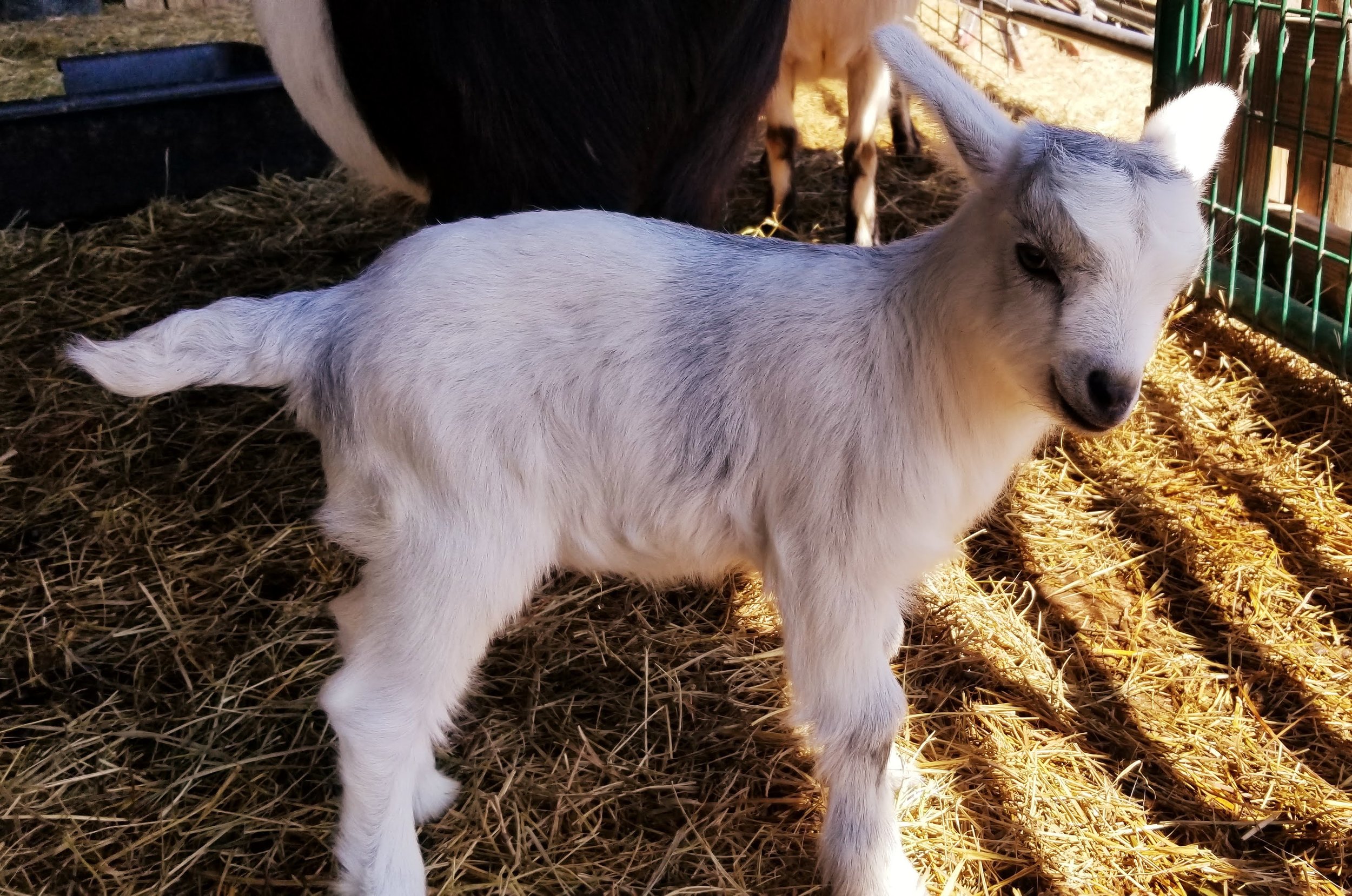 BONNIE’S BABE- REGISTERED FAINTER BOY $250, ON HOLD AWAITING DEPOSIT!!!