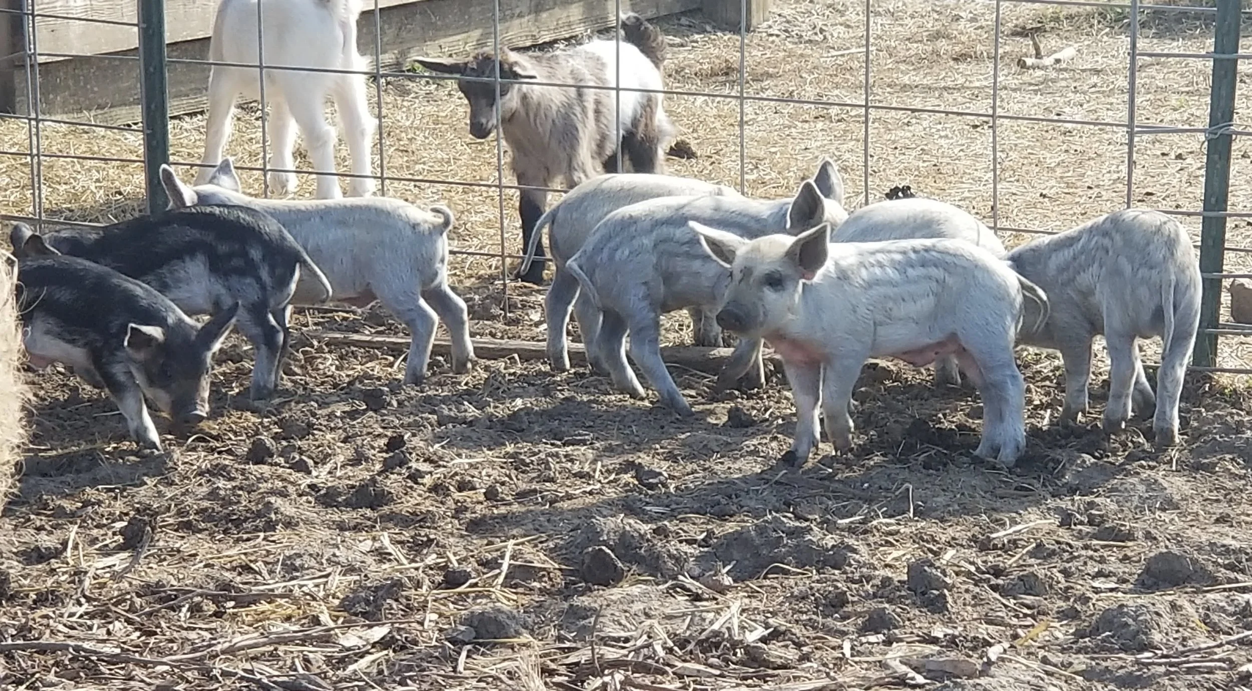 FOUR BLOND MALE PIGLETS $350 EACH