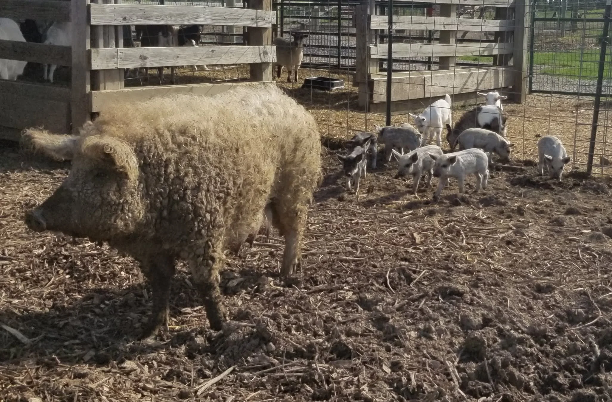 KNOWN AS “THE WOOLEY PIG” THEY HAVE CURLY WOOL-LIKE HAIR THAT COVERS THEM IN THE FALL AND WINTER. VERY HARDY!!