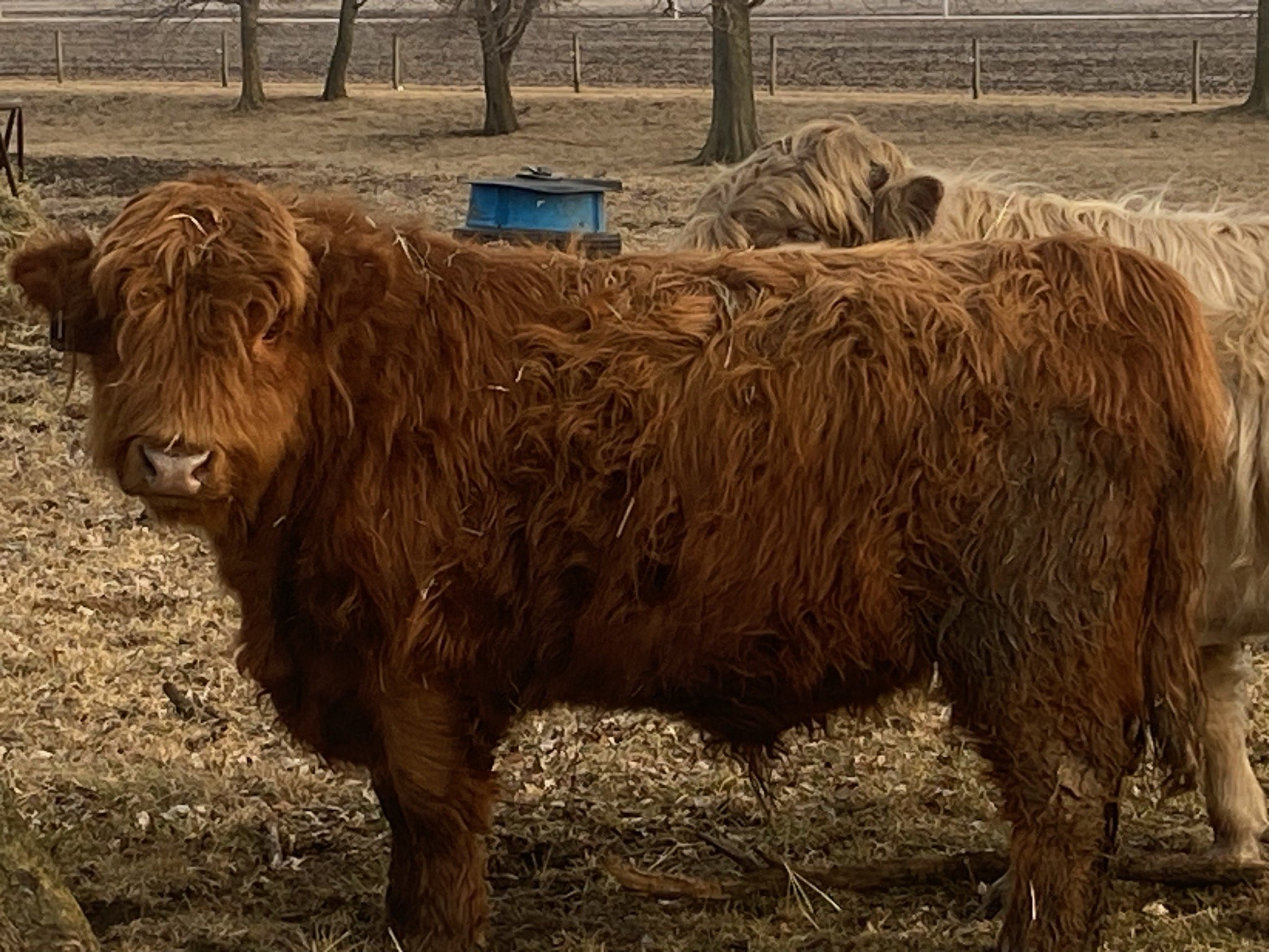 Mini Highland Cattle — Farm Life