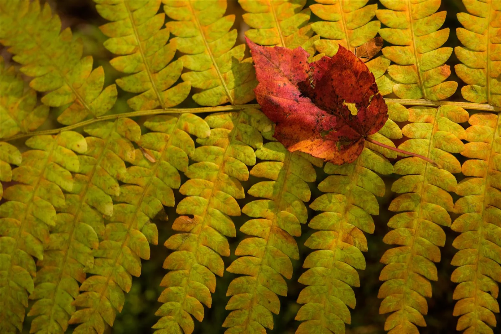 Maine Landscape Photography Workshop Fall Foliage