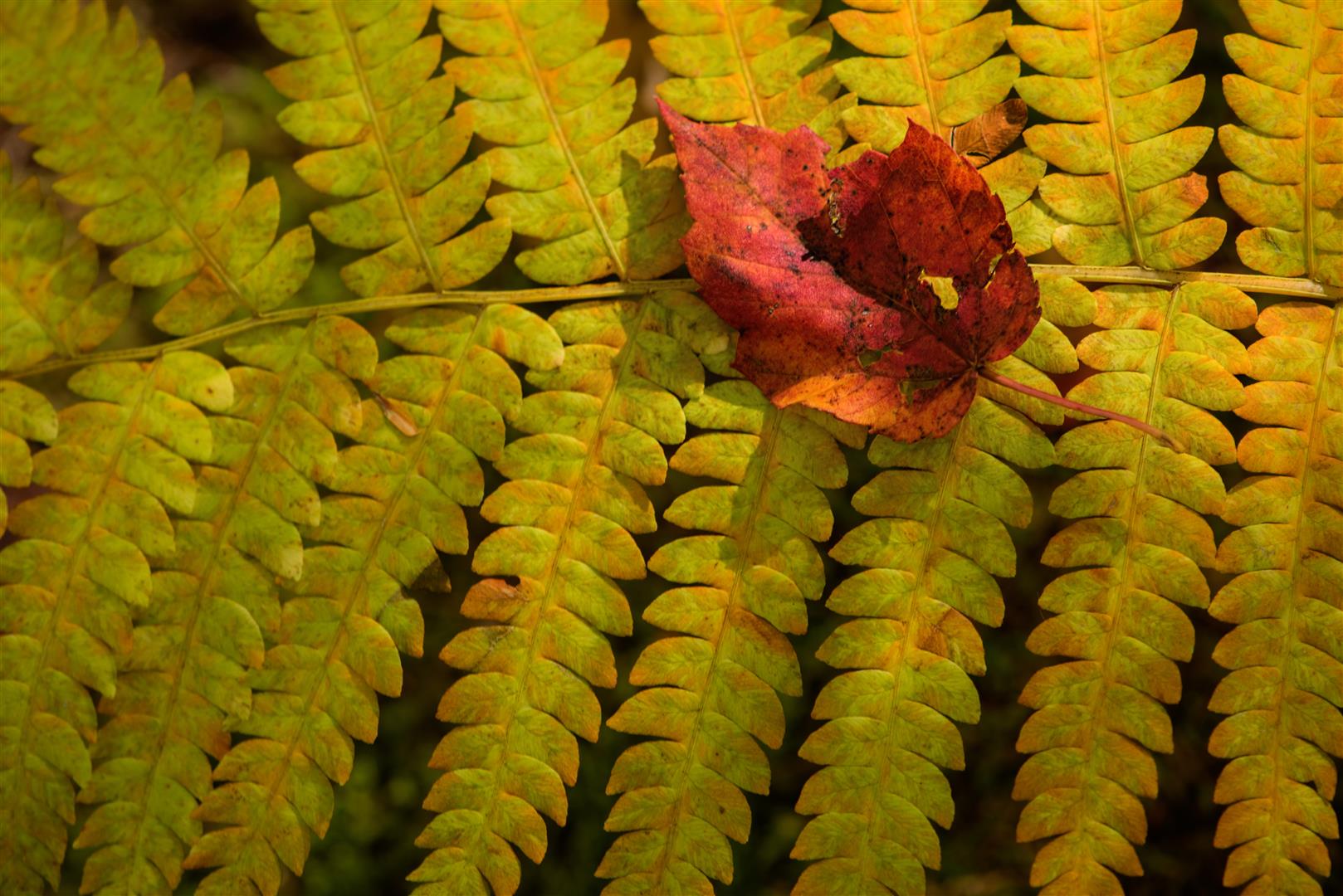 Maine Landscape Photography Workshop Fall Foliage