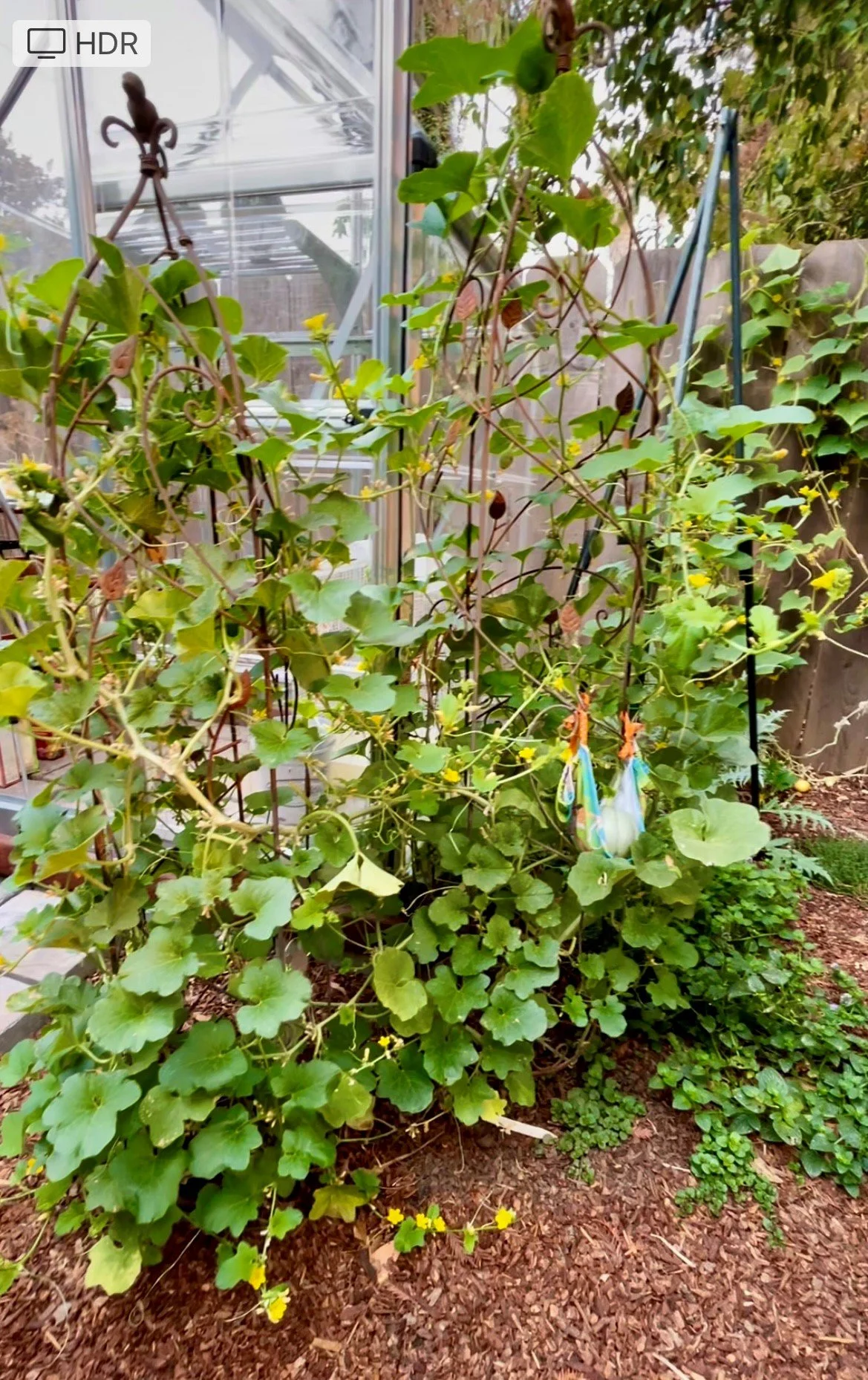 Growing up garden.jpg