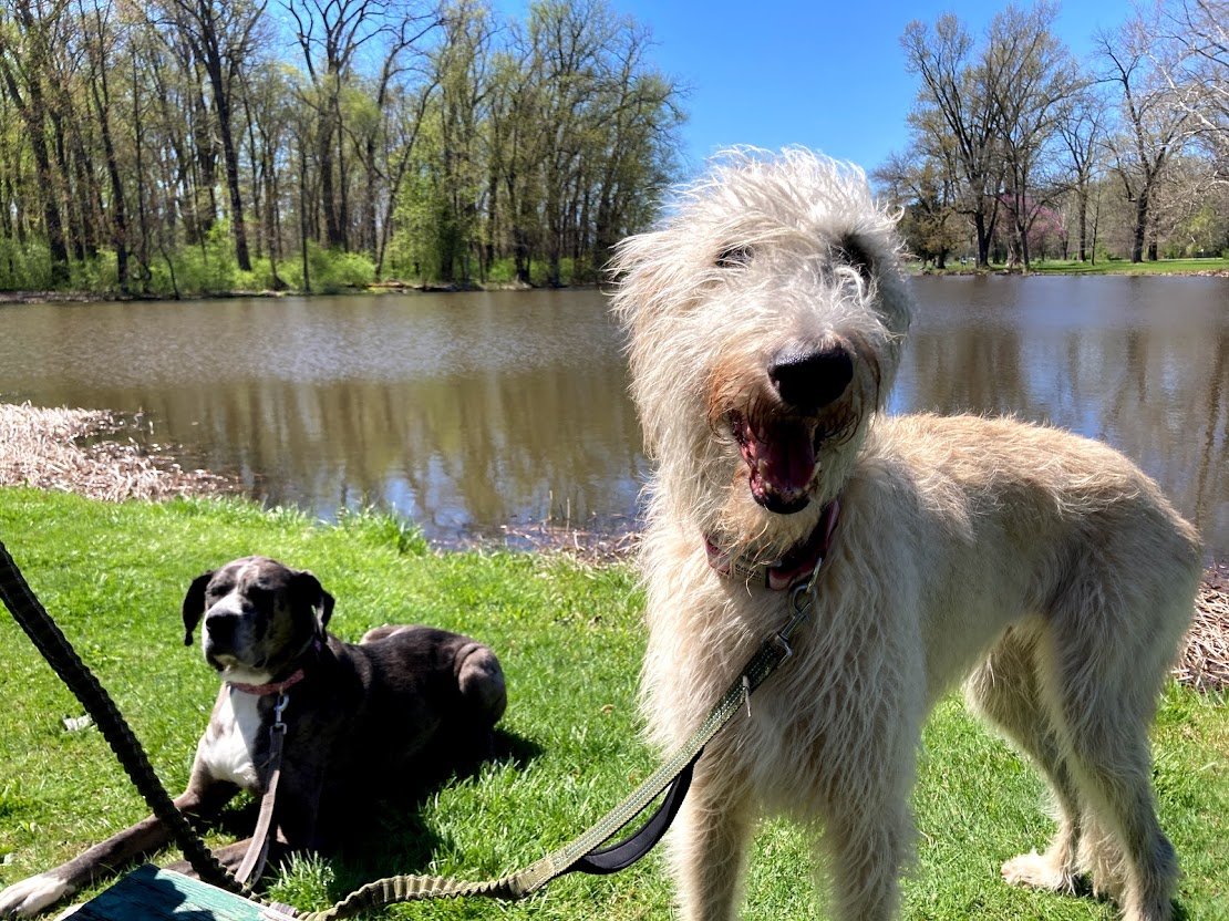 stewart park lagoon dogs.jpg