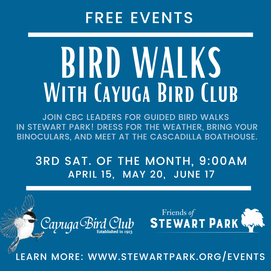Spring Bird Walk with Cayuga Bird Club- May
